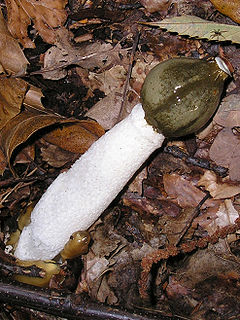 Fallus impudicus7 Stinkhorn.jpg