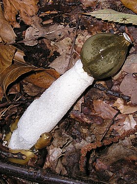 Phallus impudicus