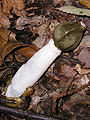 Un exemplar de carallán (Phallus impudicus)
