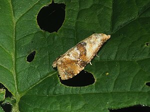 Phalonidia udana against a green leaf background. The entire body of the moth is visible, centered, and in focus. The leaf has holes.