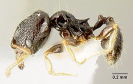 Pheidole albipes