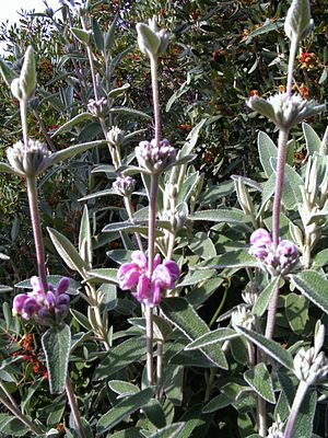 Phlomis purpurea.jpg