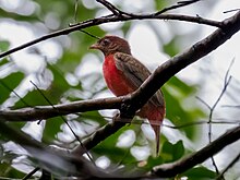 Phoenicircus nigricollis Black-necked red Cotinga (female); Manacapuru, Amazonas, Brazil.jpg