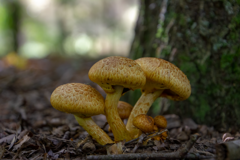 File:Pholiota aurivella.png