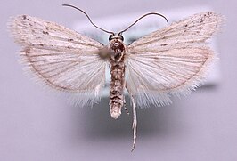 Phycitodes lacteella