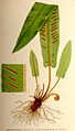 Phyllitis scolopendrium nf.jpg
