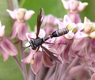 Physocephala furcillata