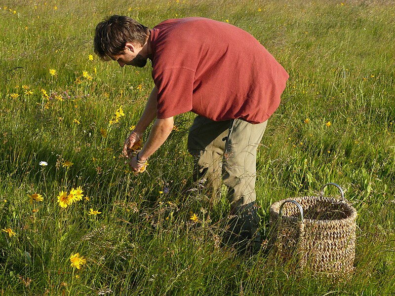 File:Picking of heads of Arnica montana.JPG