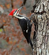 Pileated woodpecker