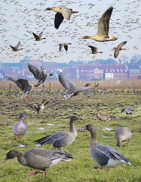 File:Pink-footed Goose from the Crossley ID Guide Britain and Ireland.jpg