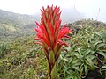 Pitcairnia bifrons inflorescence detail.JPG