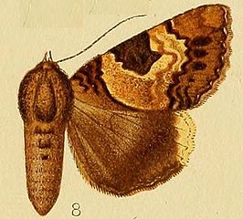 Tolna macrosema