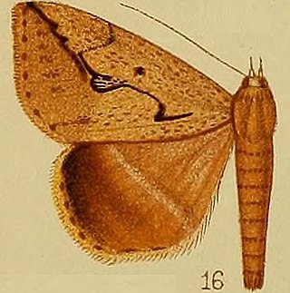 <i>Mocis persinuosa</i> Species of moth