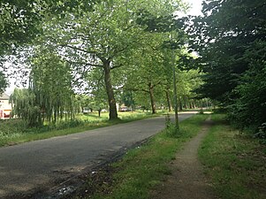 Plataanbomen aan de westkant van Aldenhof