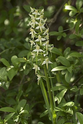 Platanthera chlorantha LC0278.jpg