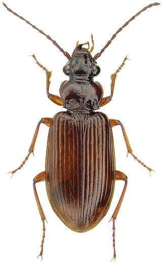 <span class="mw-page-title-main">Patrobinae</span> Subfamily of beetles