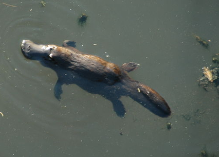 Tập_tin:Platypus_BrokenRiver_QLD_Australia2.png