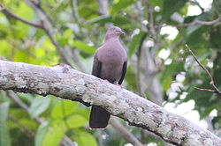 Plumbeous Pigeon (Patagioenas plumbea) (8079745172).jpg