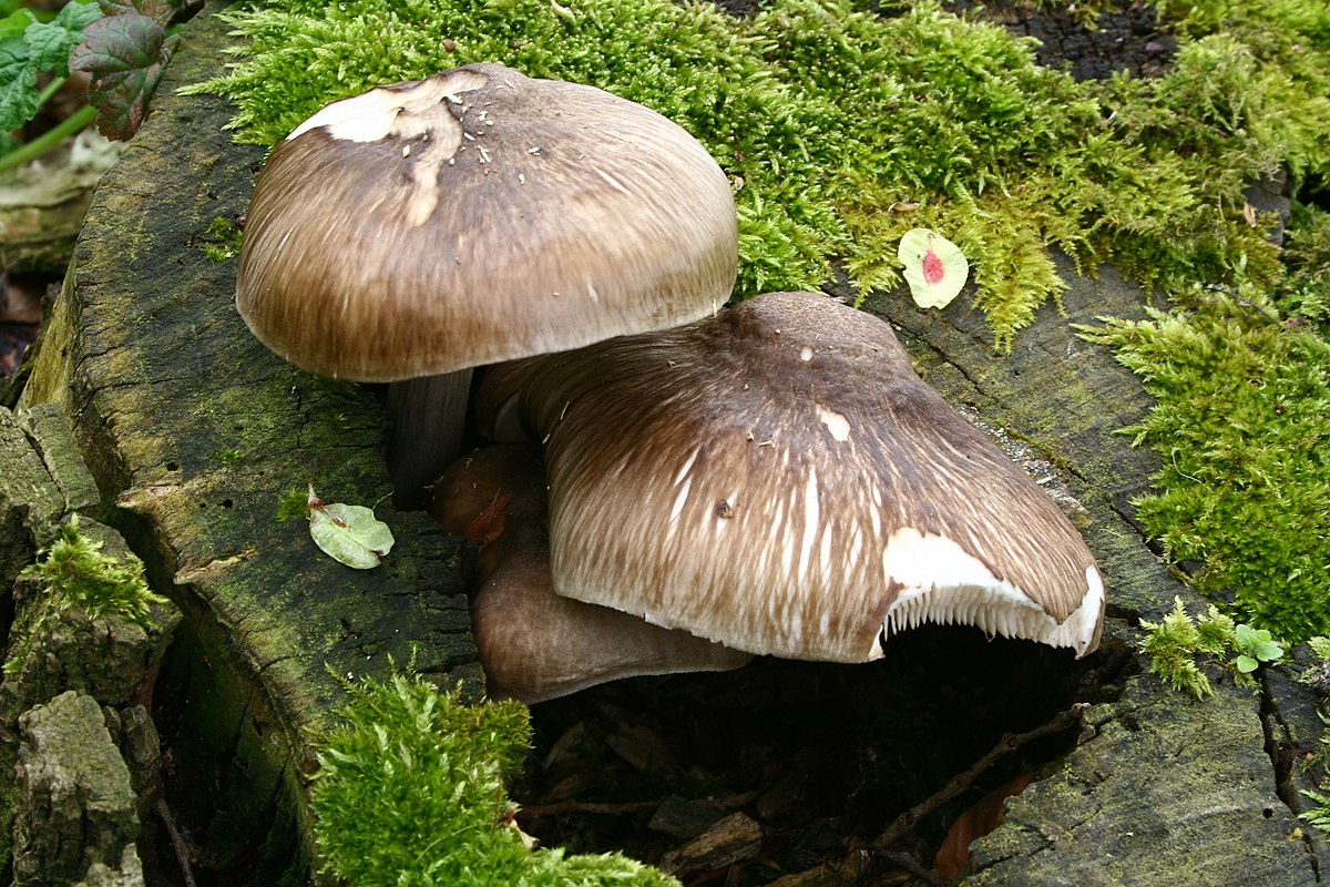 Pluteus cervinus 20080420wa.jpg