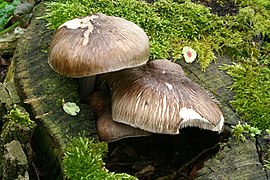 Pluteus cervinus