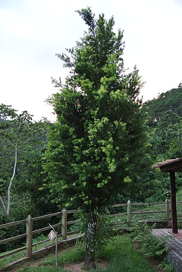 Podocarpus angustifolius