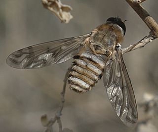 <i>Poecilanthrax</i> Genus of flies