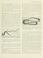 Poisonous snakes of the world (Page 93) BHL11739551.jpg