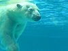 Polar bear under water.jpg