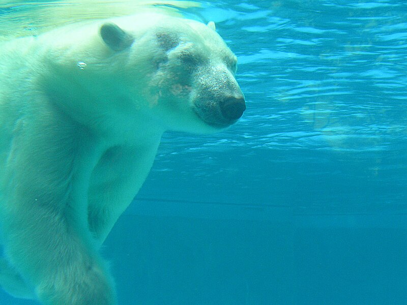 File:Polar bear under water.jpg