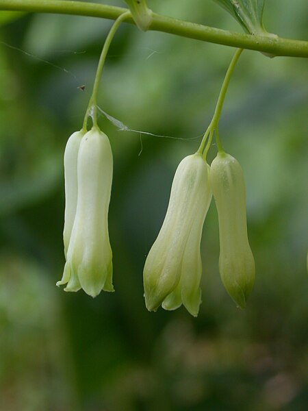 File:Polygonatum multiflorum flowers.jpg