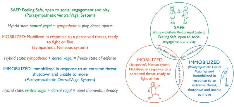 File:Polyvagal theory Ventral Vagal.png