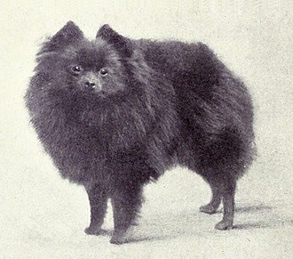 A miniature Pomeranian from 1915 Pomeranian (Miniature) from 1915.JPG