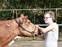 Photographie d’une femme à côté d'une vache.