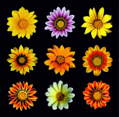 Poster of Gazania rigens flowers