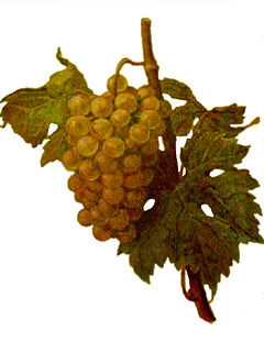 Malingre Précoce Variety of grape