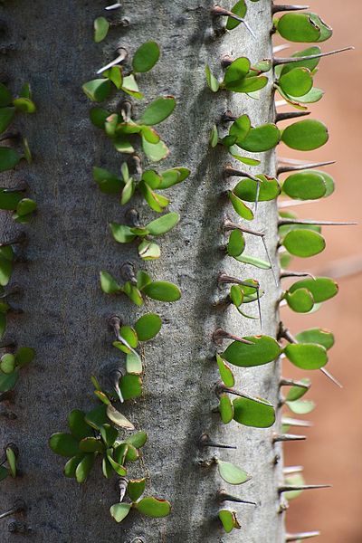 File:Pretoria Botanical Gardens-037.jpg