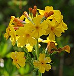 Primula bulleyana ÖBG 2012-07-08 (02). 
 jpg