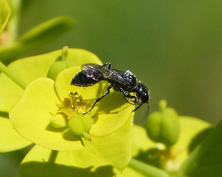 File:Probably Pemphredon species. Crabronid wasp 2 (31456766463).jpg