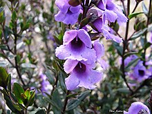 Prostanthera hindii.jpg