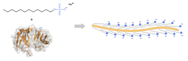 Interakce protein-SDS