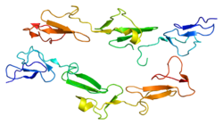 Ақуыз EMR2 PDB 2bo2.png