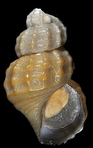 <i>Provanna segonzaci</i> Species of gastropod