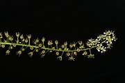 Prunus alabamensis inflorescence Photo 201855262 by Brian Finzel.jpg