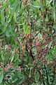 Hlízenka chabá (Monilinia laxa) jako poškození větví na mandloni trojlaločné (Prunus triloba)