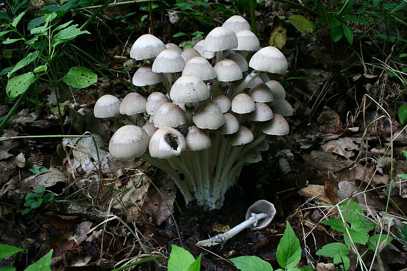 File:Psathyrella leucotephra 20110724 122wa.jpg