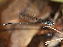 Pseudagrion jedda 3521.jpg 