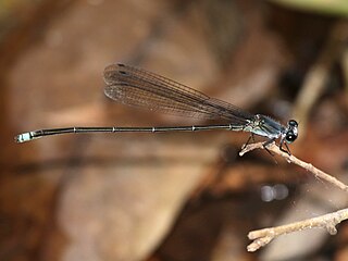 <i>Pseudagrion jedda</i> Species of damselfly