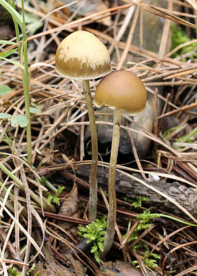 Aztec bald head (Psilocybe aztecorum)