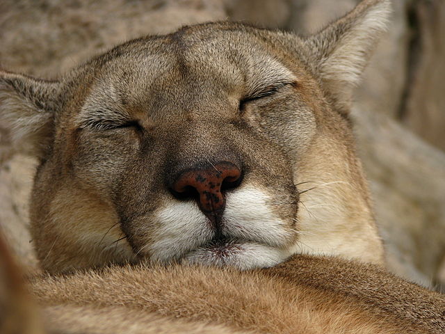 puma animal mendoza