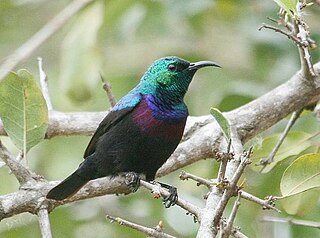 Purple-banded sunbird Species of bird